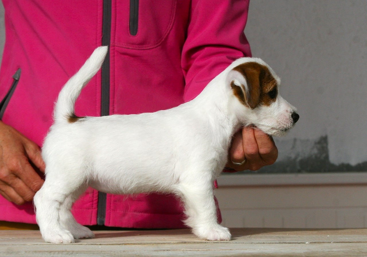Female 1 brocken not available at this moment. Lovely-Orange питомник джек рассел терьеров