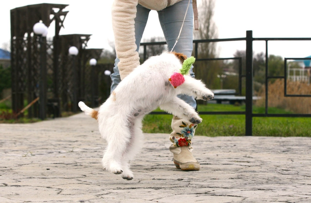 Lovely-Orange Colambina. Lovely-Orange питомник джек рассел терьеров