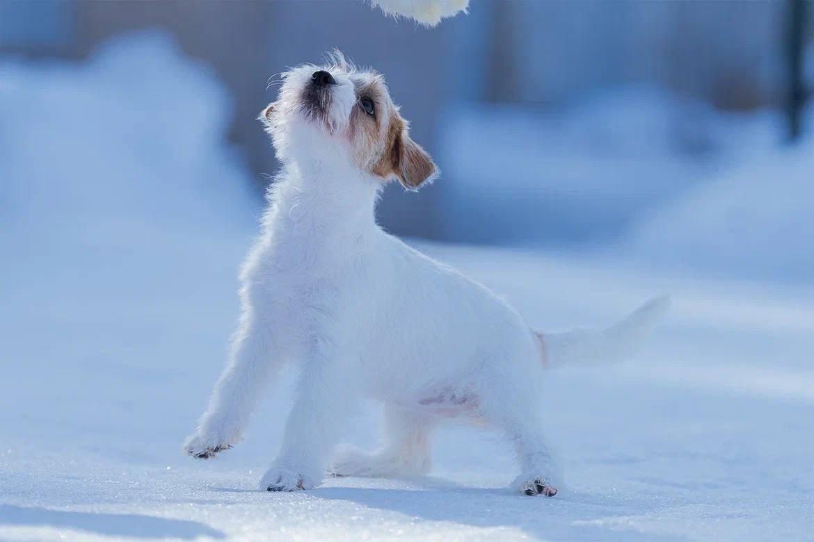 Сука 4. Lovely-Orange питомник джек рассел терьеров