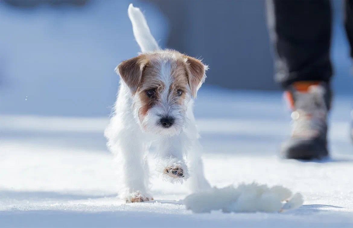 Сука 6. Lovely-Orange питомник джек рассел терьеров