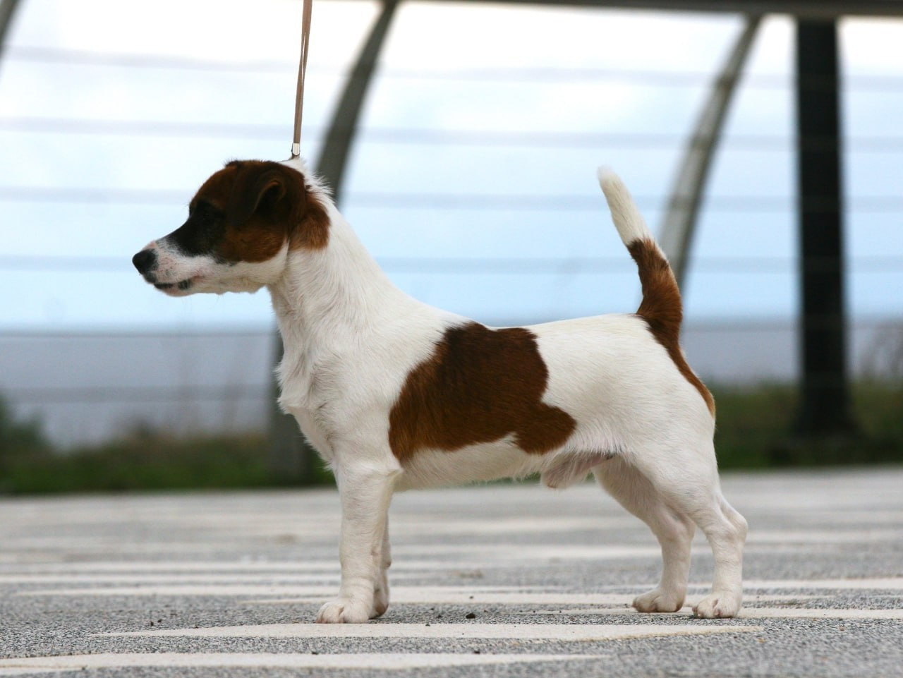 ADM'S DOGS GATSBY FOR LOVELY ORANGE. Lovely-Orange питомник джек рассел терьеров