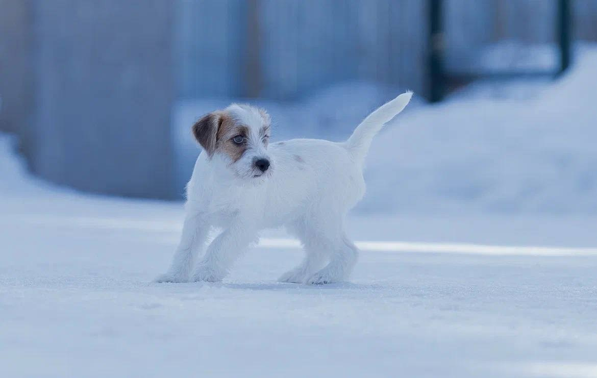 Сука 2. Lovely-Orange питомник джек рассел терьеров