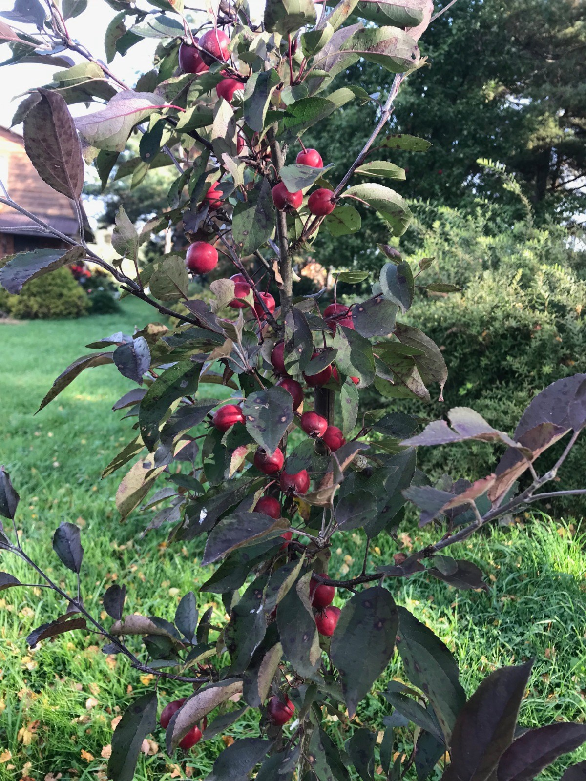 Территория экофермы Марии Гиппенрейтер. Эко отель Подмосковье. Эко отдых в Подмосковье в эко-отеле Марии Гиппенрейтер