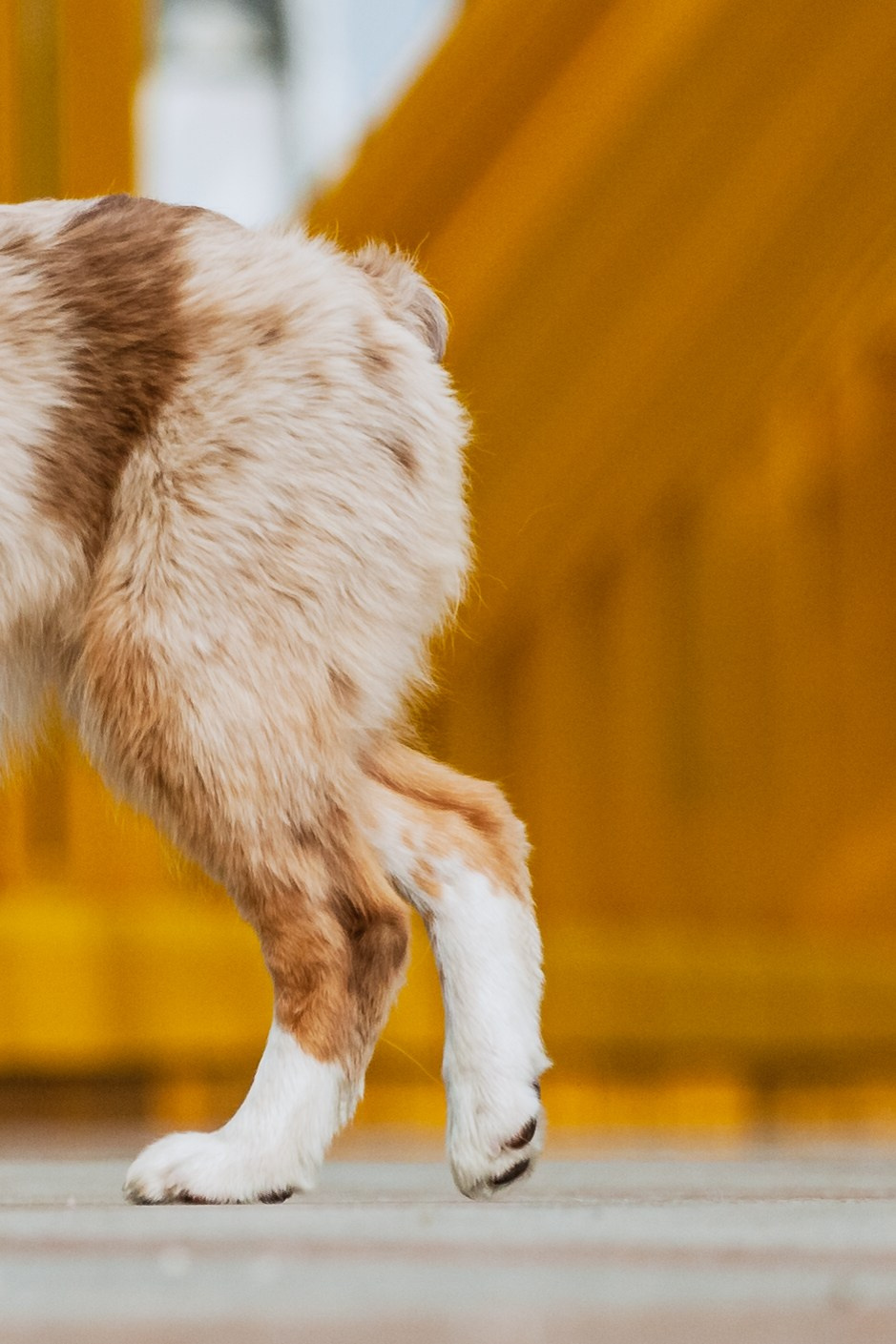 Андреевский мост. Фотограф-анималист Татьяна Степанова