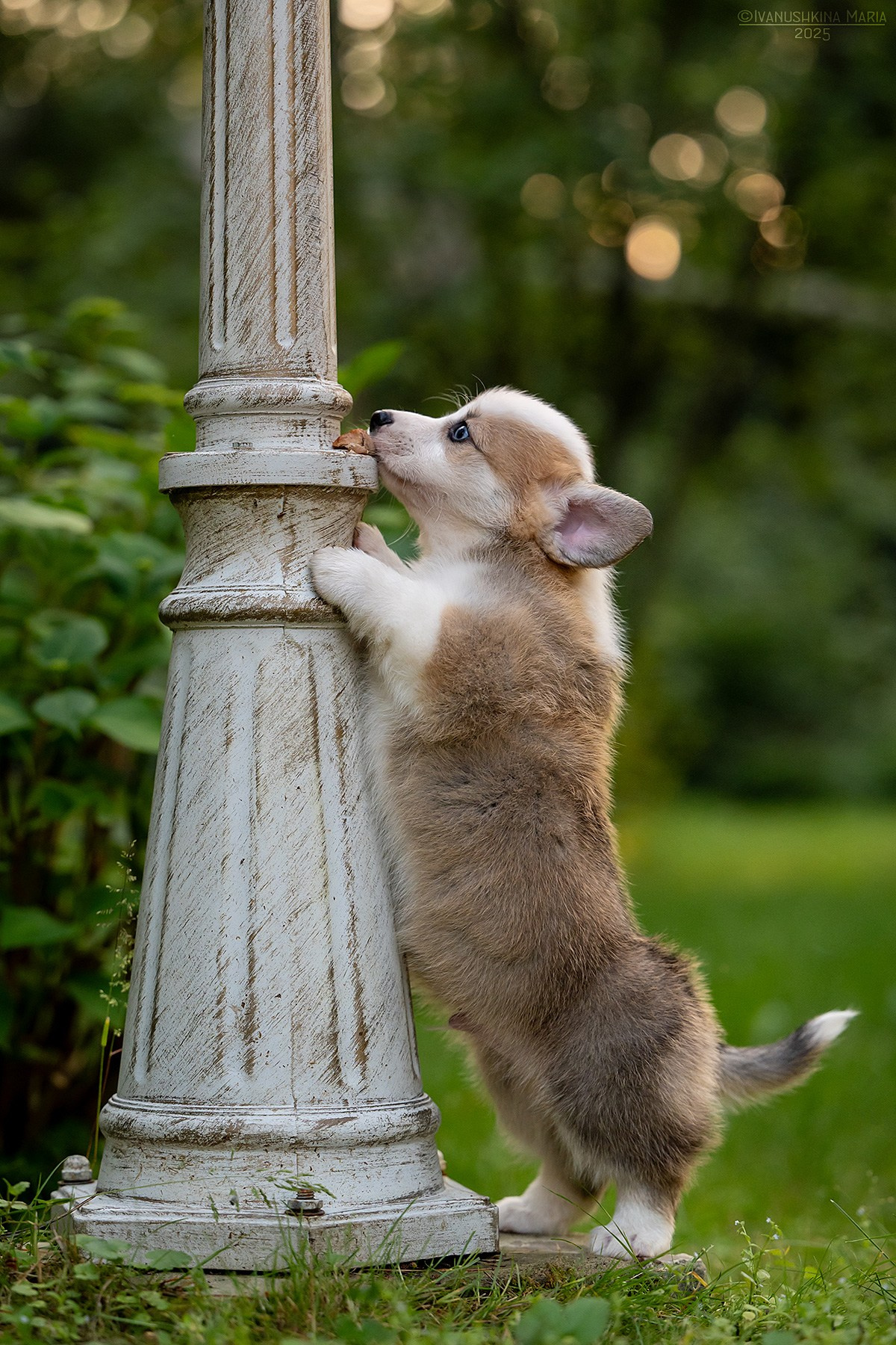 Фотосессия щенков на продажу. Фотограф собак в Москве и Московской области Иванушкина Мария
