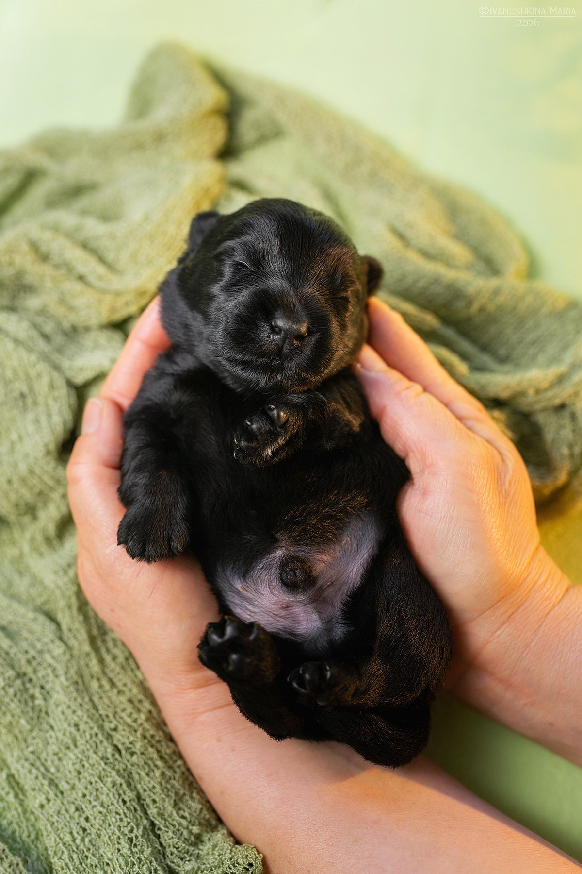 Ньюборн фотосессия щенков. Фотограф собак в Москве и Московской области Иванушкина Мария