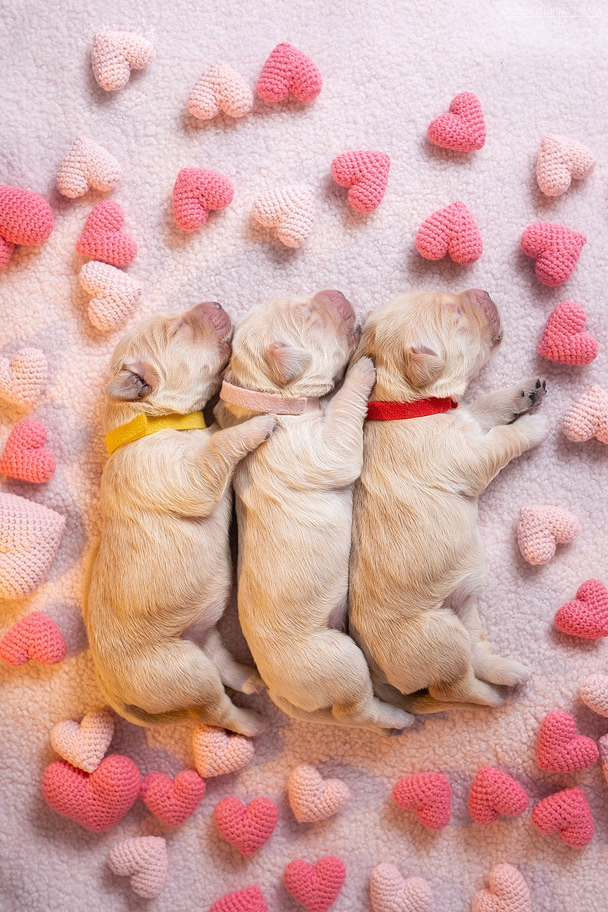 Ньюборн фотосессия щенков. Фотограф собак в Москве и Московской области Иванушкина Мария