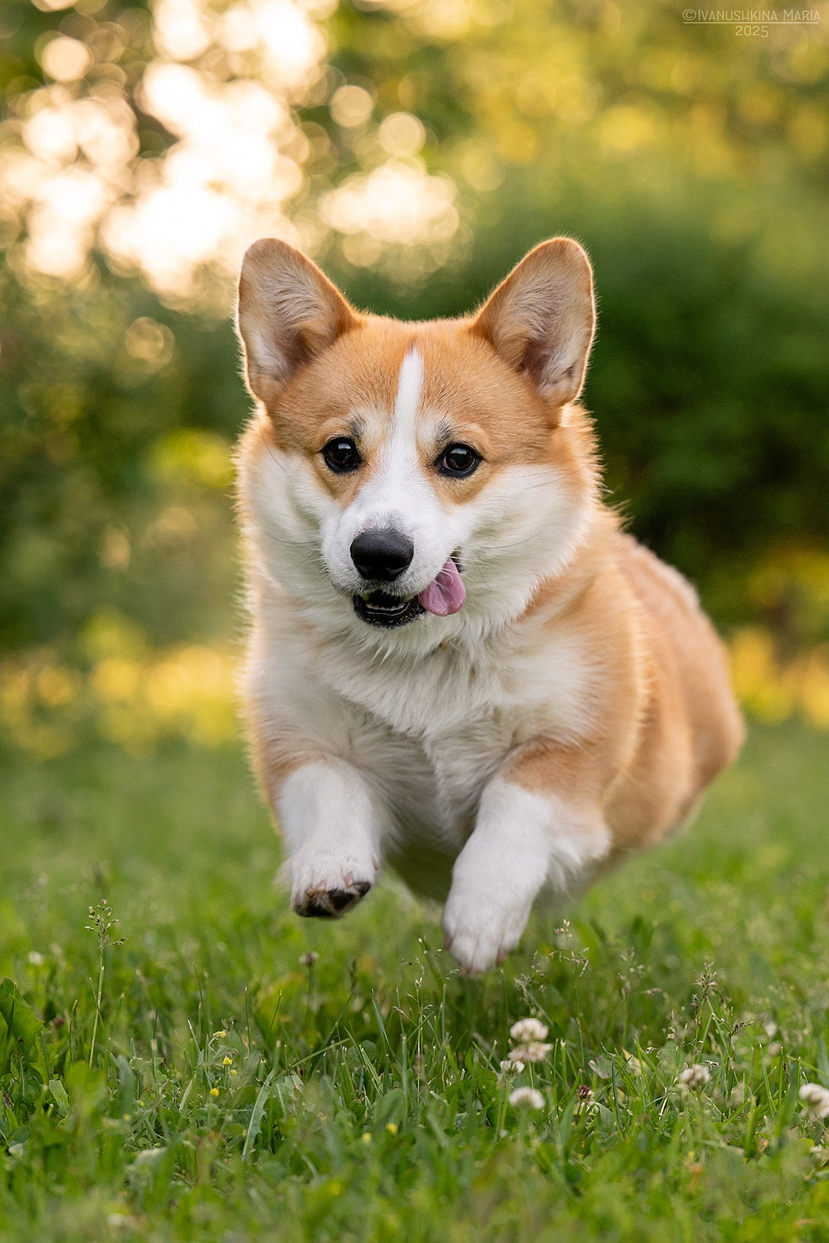 Фотограф-анималист. Фотограф собак в Москве и Московской области Иванушкина Мария