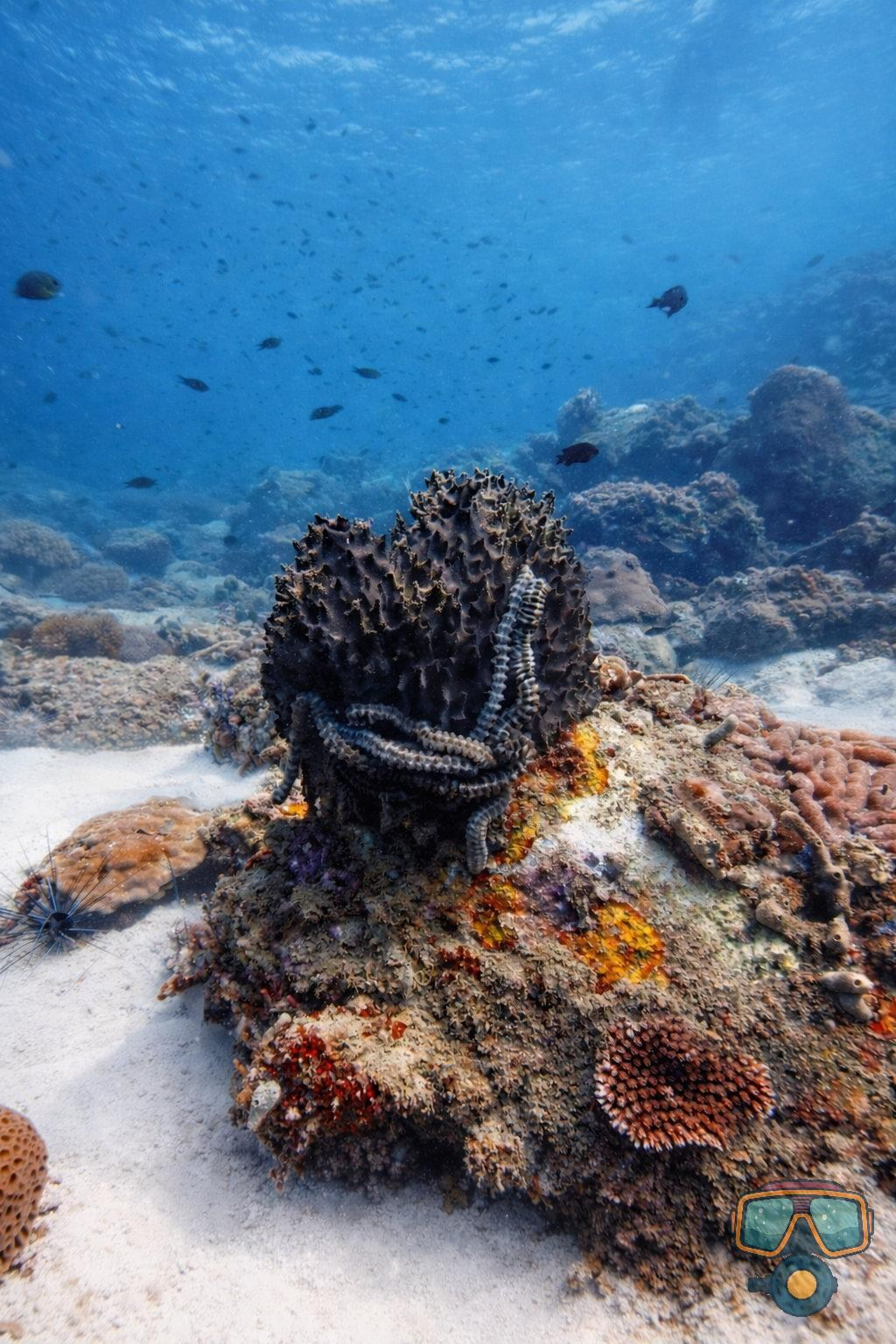 Для тех кто не боится сделать первый шаг. Дайвинг во Вьетнаме. Индивидуальные Экскурсии