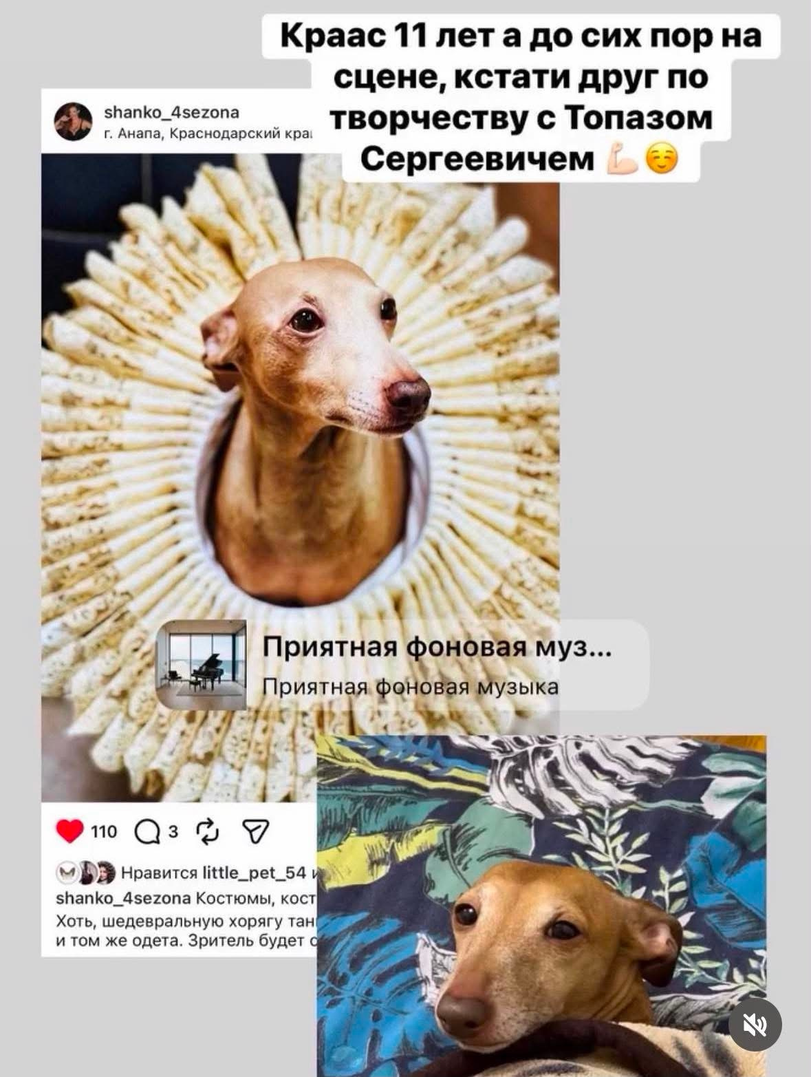 Наши ветераны-выпускники. Профессиональный питомник левреток РКФ/FCI ASTI SAPPHIRE 💎 Сочи|Санкт-Петербург
