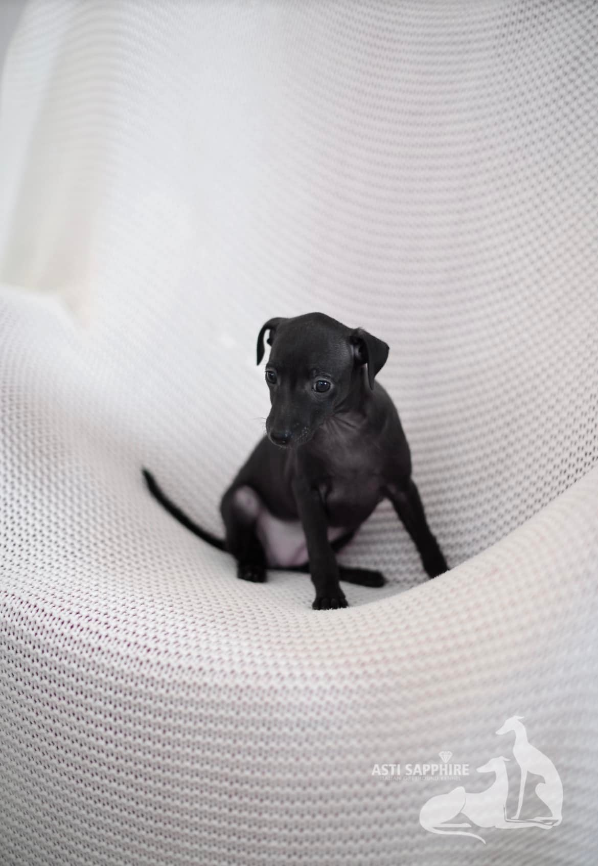 Asti Sapphire Esmeralda La Bella. Профессиональный питомник левреток РКФ/FCI ASTI SAPPHIRE 💎 Сочи|Санкт-Петербург