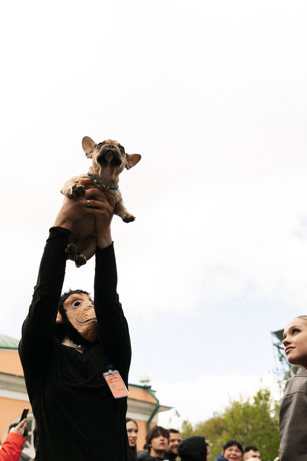 Парад Бульдогов. Axenov_eugene