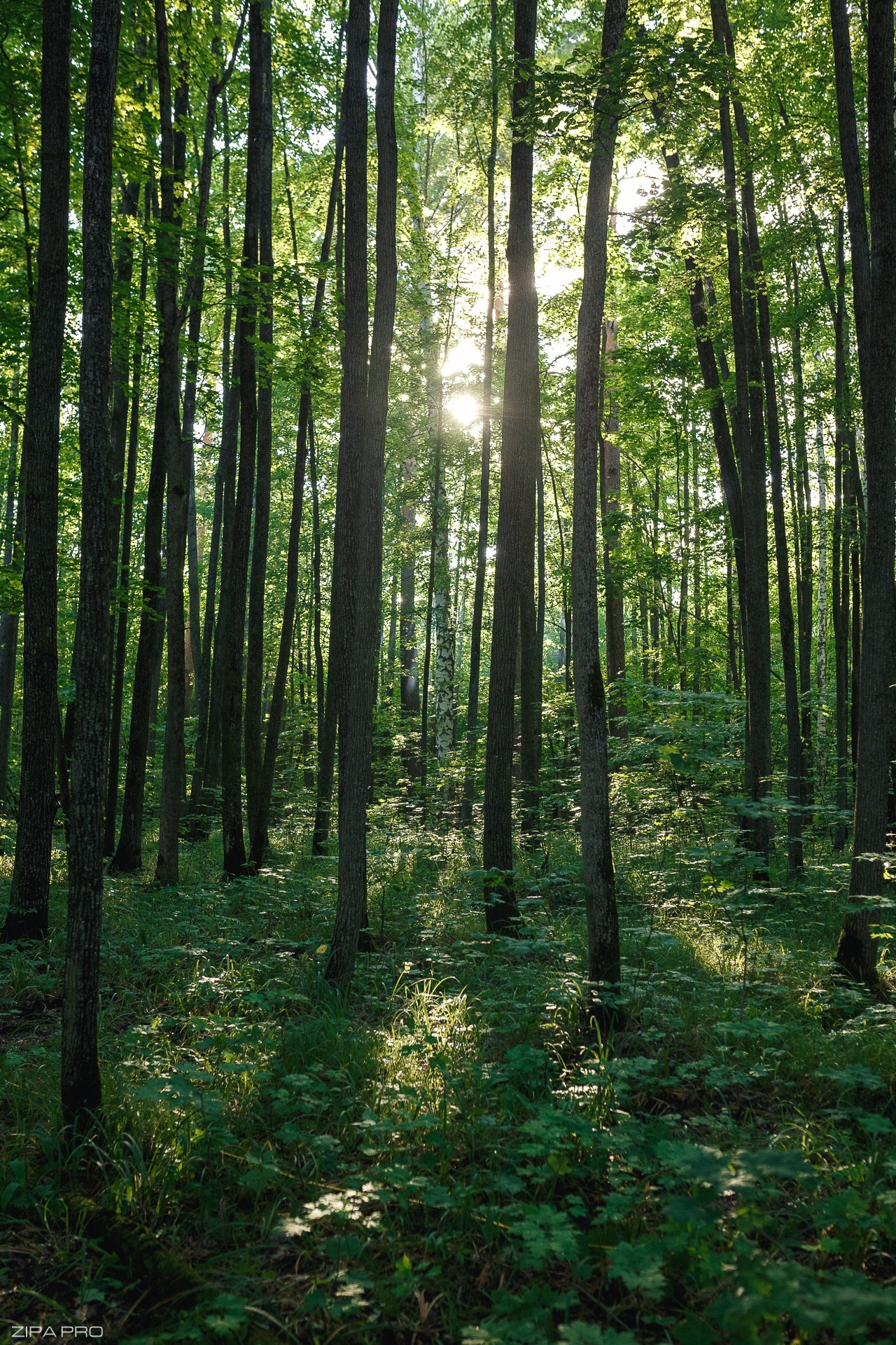 Фестиваль «Les Interes». Фотограф Zipa Pro