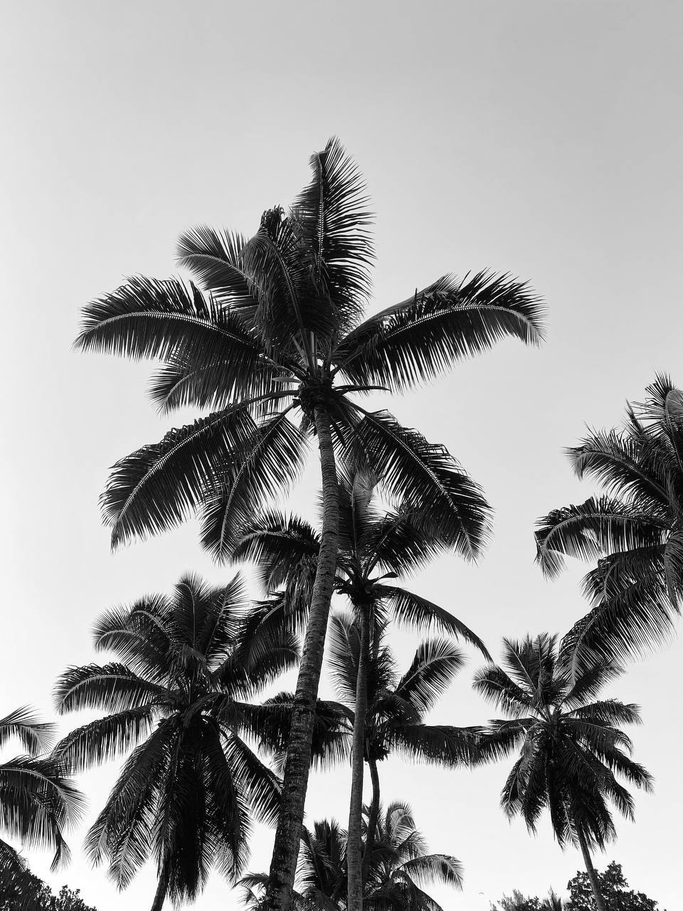 Распродажа курса: «Мобильная фотография». Алла Шевченко — продюсер — наставник