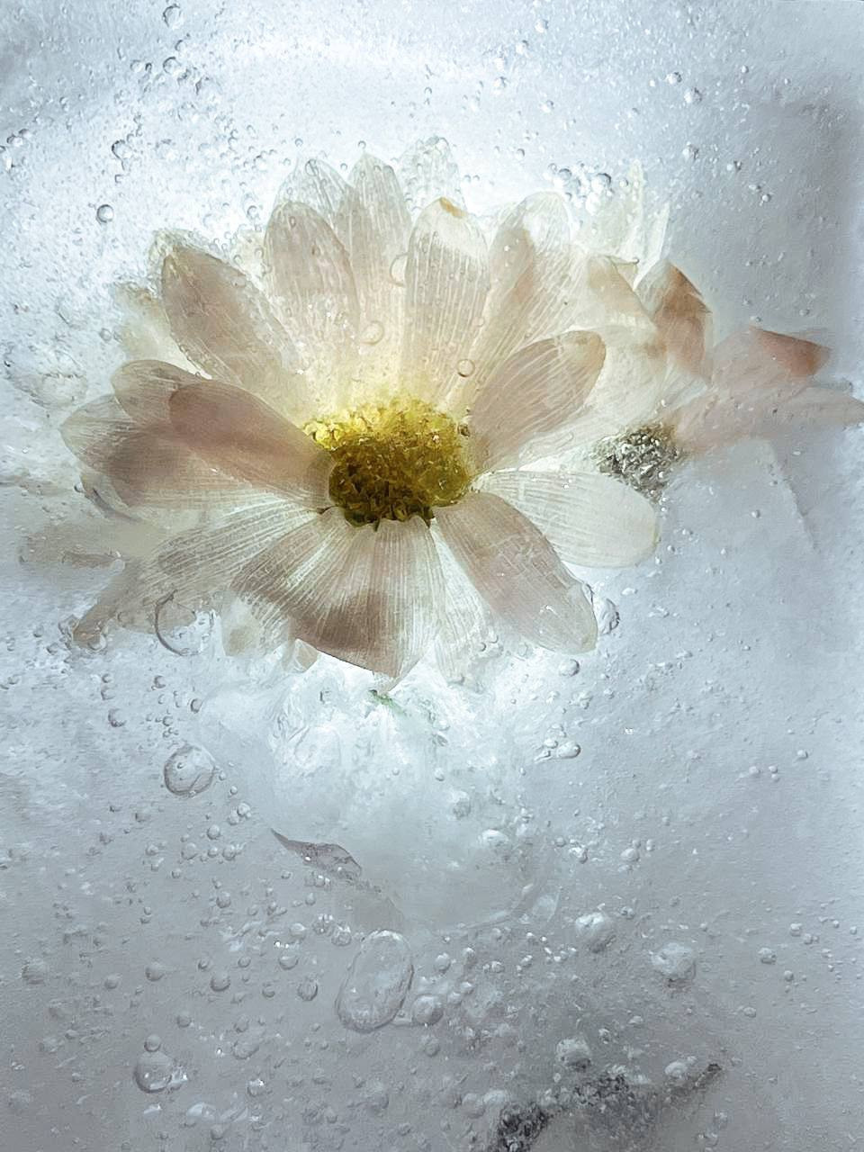 Распродажа курса: «Мобильная фотография». Алла Шевченко — продюсер — наставник