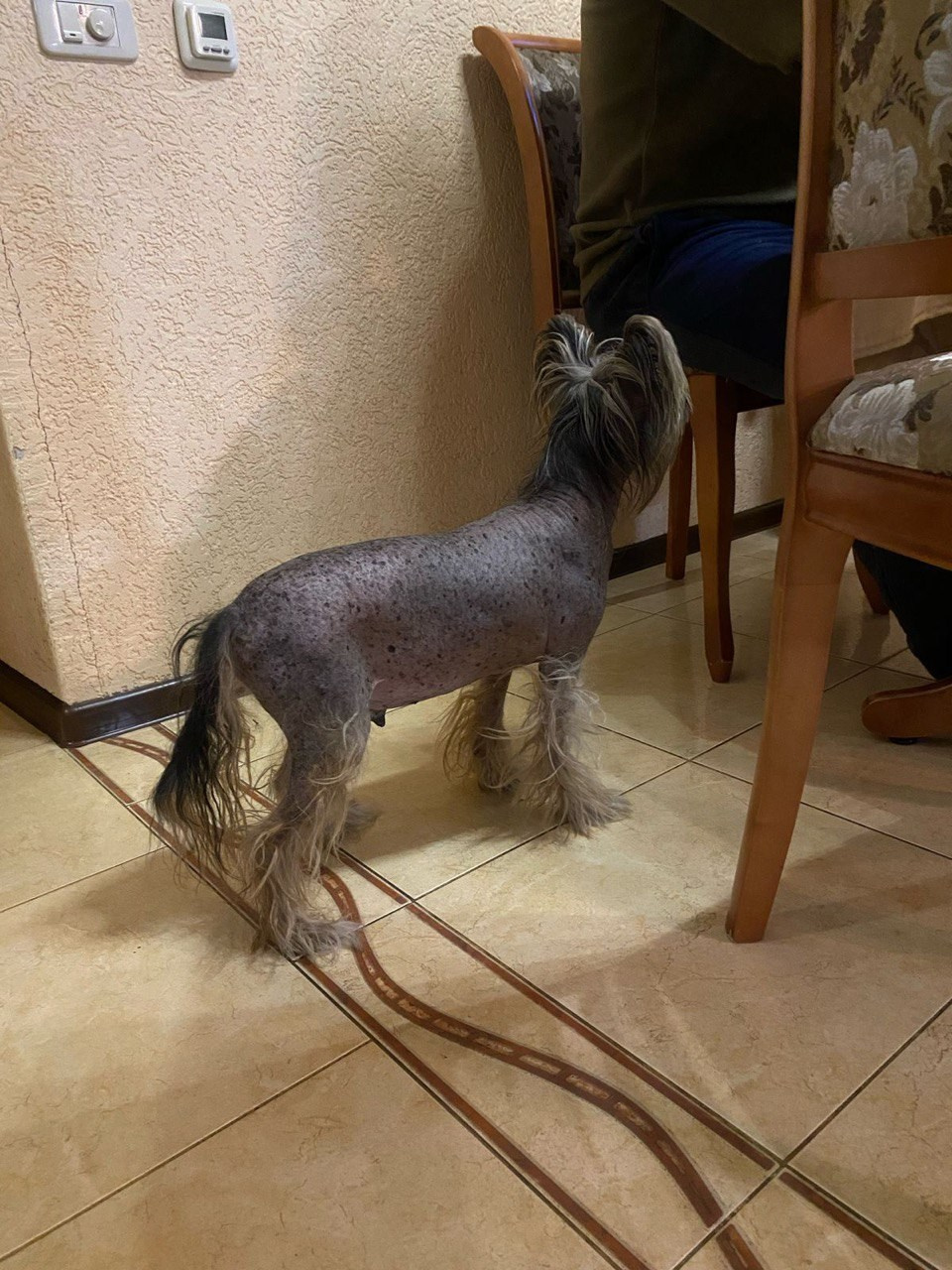 Нерону (Zlato Dinastii Neron) — 14 лет. Поздравляем тебя, наш знаменитый папа!. Питомник китайских хохлатых собак Poale Ell: купить щенка