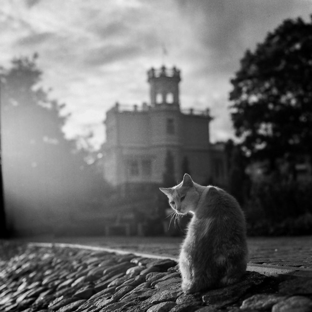 Dreamy World. Photographer, Documentary and Art