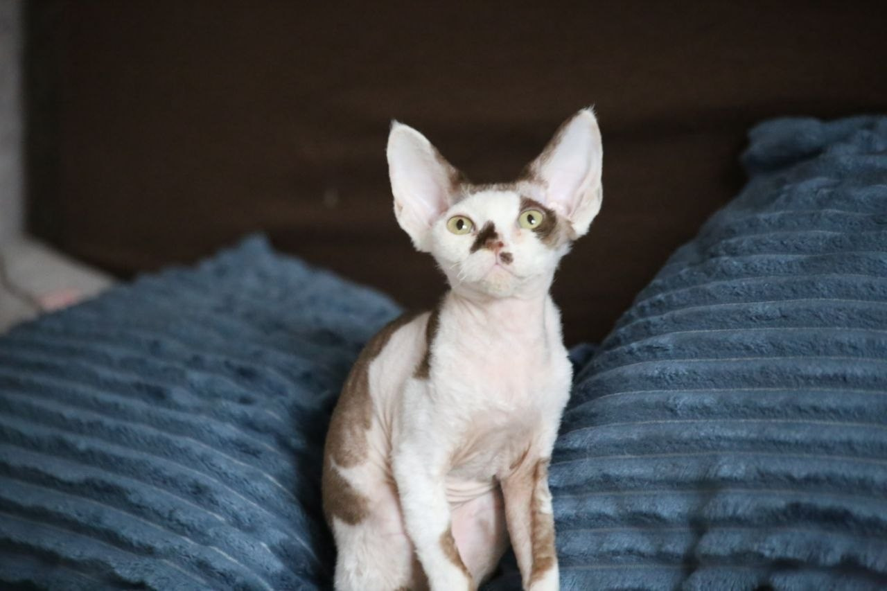 💜DRX b 03 котик Nevskiy Favorite Kitsune🔥🔥🔥готов к резерву 🧿 д/р 21.11.25. Nevskiy Favorite — питомник девон-рексов в Санкт-Петербурге. Здоровые, ласковые и редкие котята