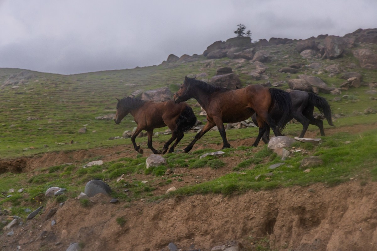 Животные. Photomantis