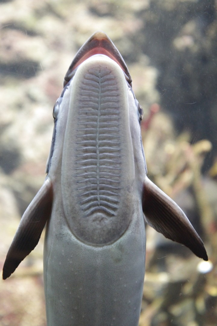 Тайланд 2014 г. Улица, люди, жизнь…