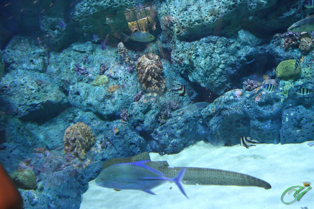 Тайланд. Пхукет 2013. Улица, люди, жизнь…