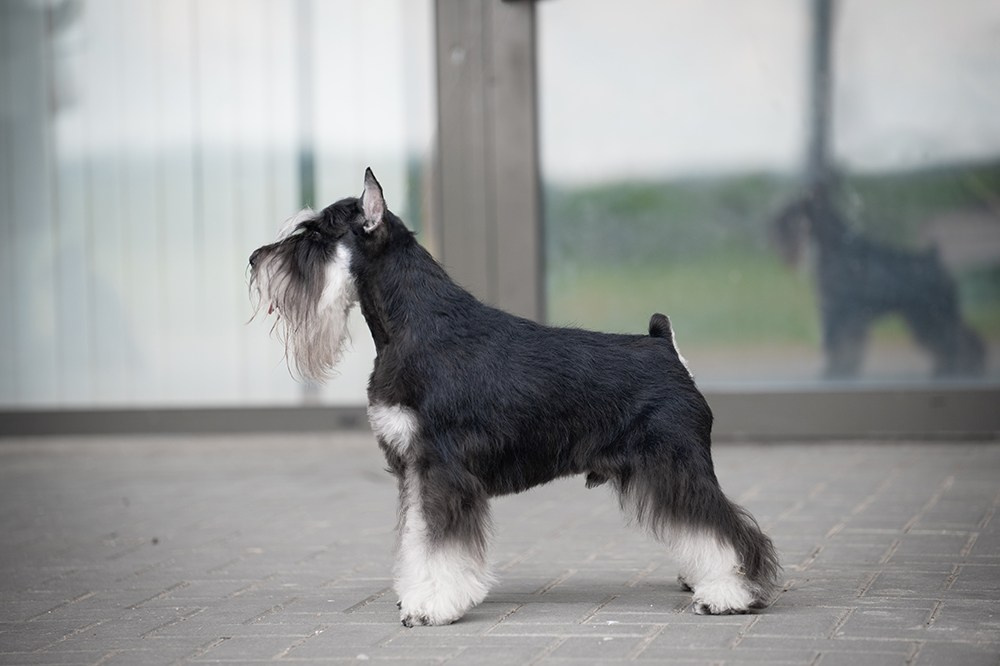 Оскар/Delinso Balance Zaffiro. Питомник цвергшнауцеров в Беларуси «Делинсо Бэлэнс»