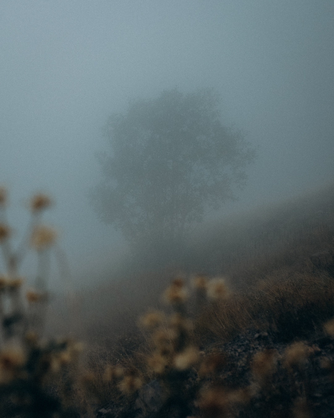 Приэльбрусье. Фотограф Дмитрий Олрайт | Калуга, Россия