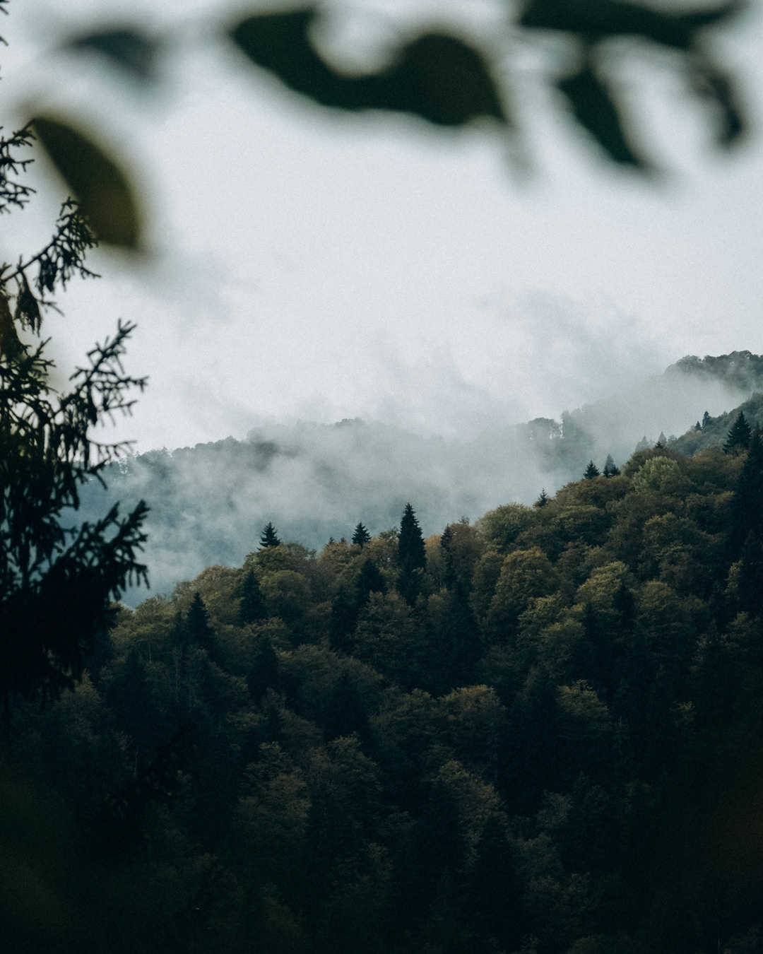 Грузия. Фотограф Дмитрий Олрайт | Калуга, Россия