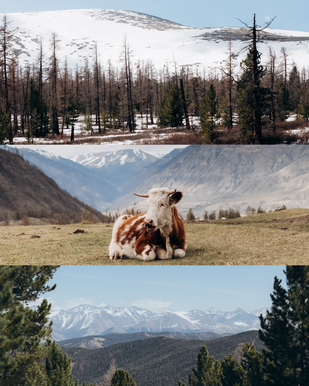 Республика Алтай. Фотограф Дмитрий Олрайт | Калуга, Россия