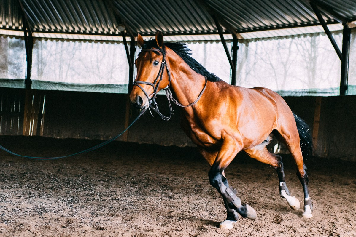 Выездка КСК «Дерби». Репортажный и семейный фотограф в Санкт-Петербурге Тарас Марченко