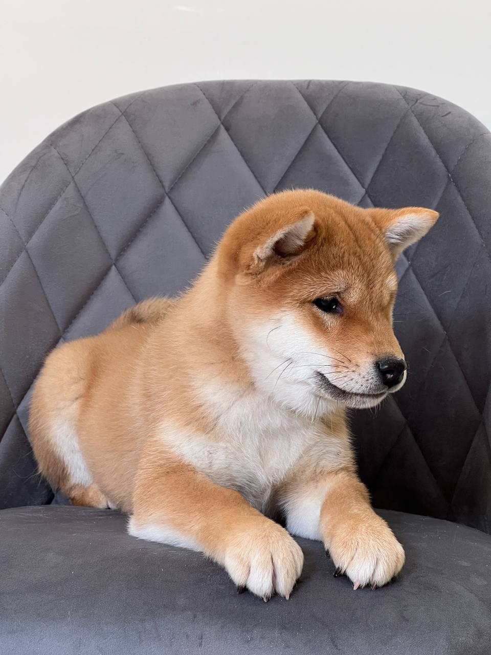 сиба питомник Рубилайт щенки на продажу rubylight  сиба щенки купить СПб Санкт-Петербург 