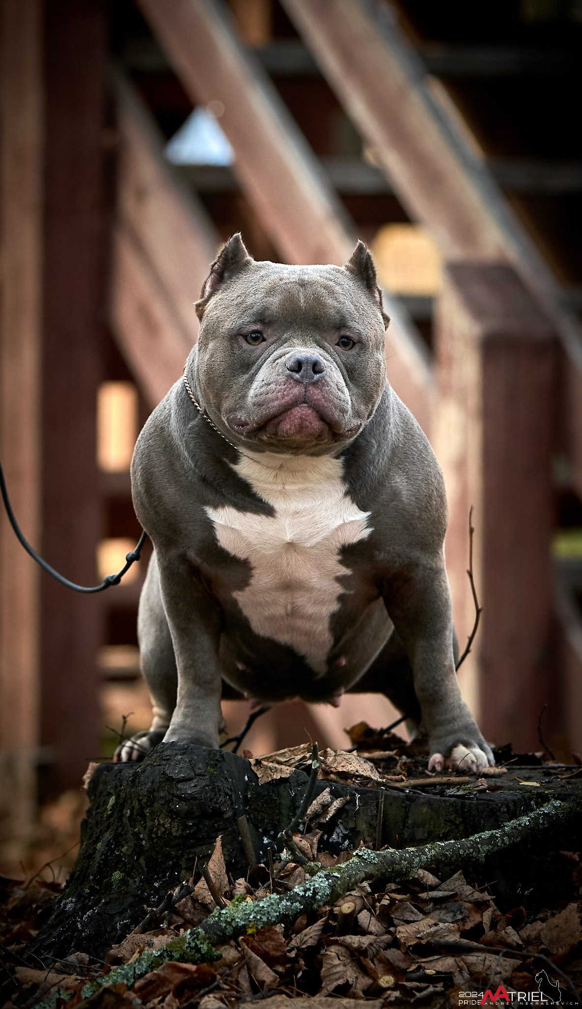 Фотопрогулка с булли в парке