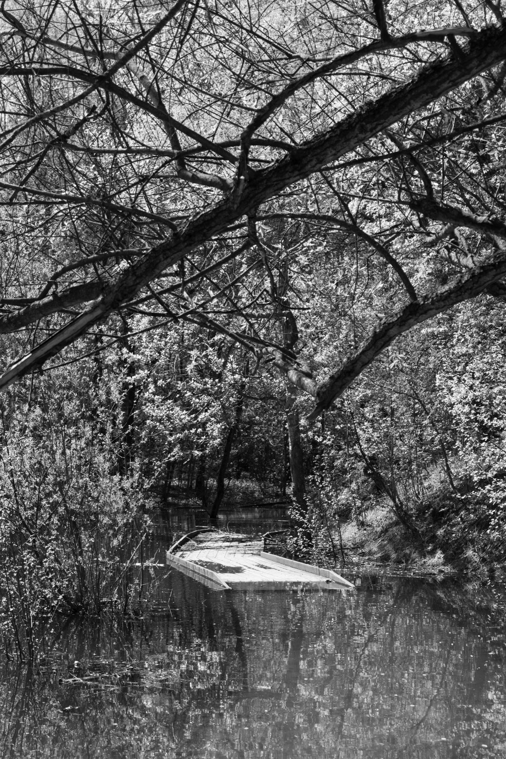 There is a branch in my shoulder. Maria Barakova