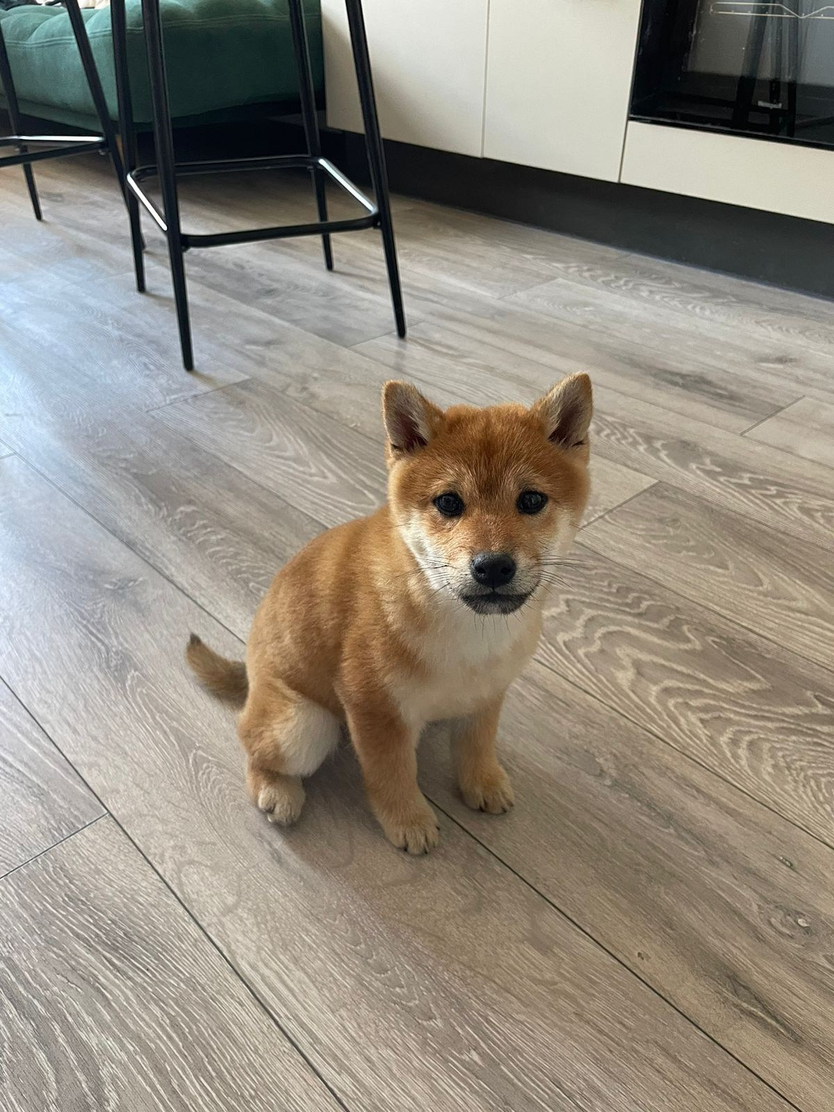 Сиба Rubylight Emma питомник Рубилайт 