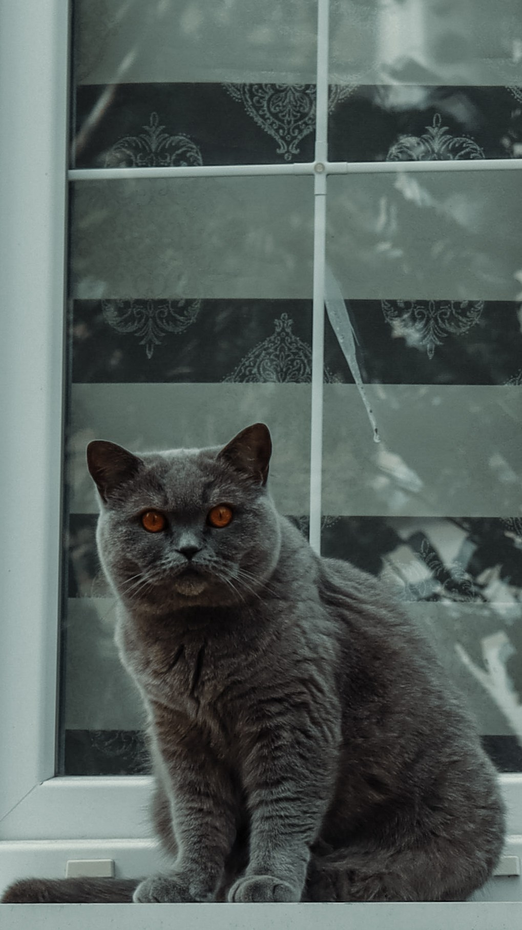 Р А З Н Ы Е — К О Т Ы. — Digital Noise —