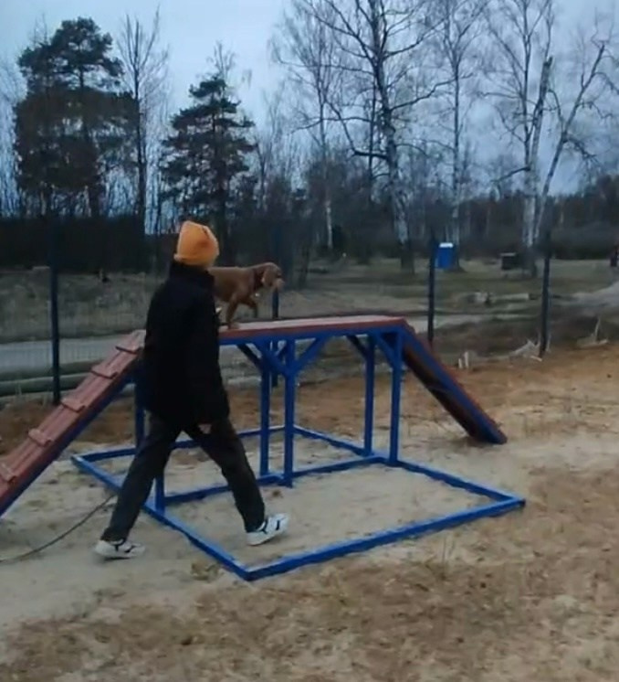 Практические занятия по дрессировке. НРОО КЦ "Собаковод"