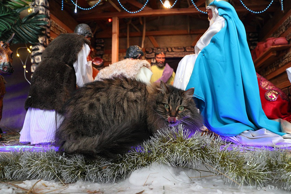 Разное. Конец зимы. Mik25