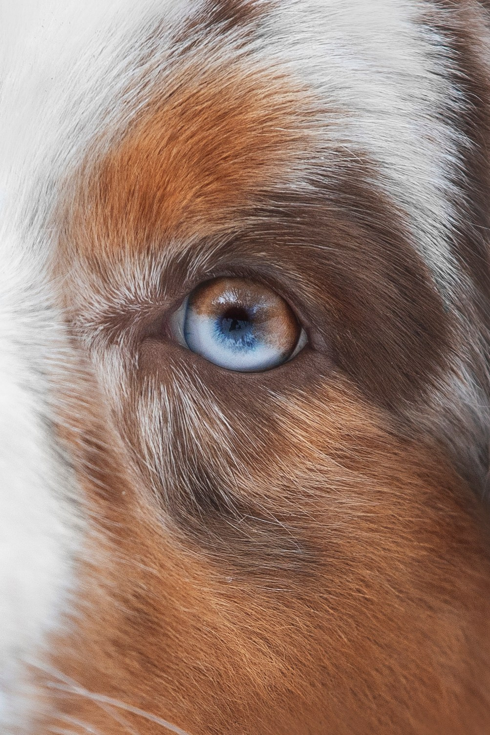 Дария, Макс, Сезам и Чили. Фотограф анималист в Москве Майорова Евгения