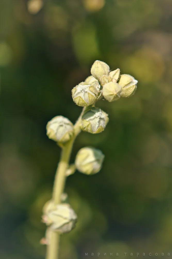 Макро. Фотограф Марина Тарасова