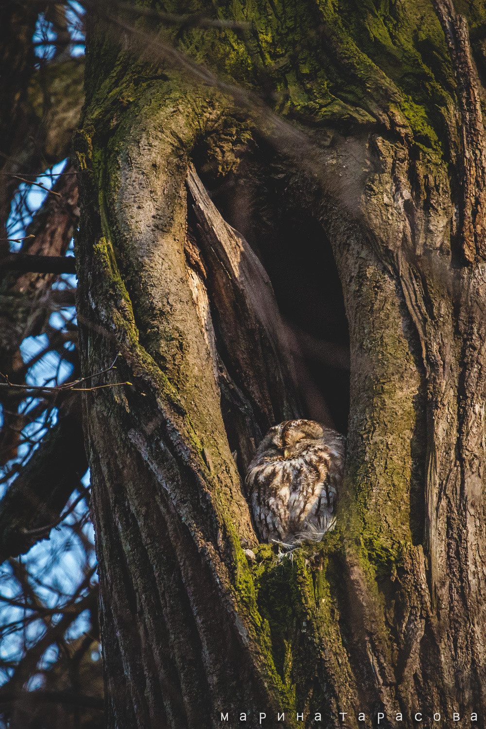 Птицы. Фотограф Марина Тарасова