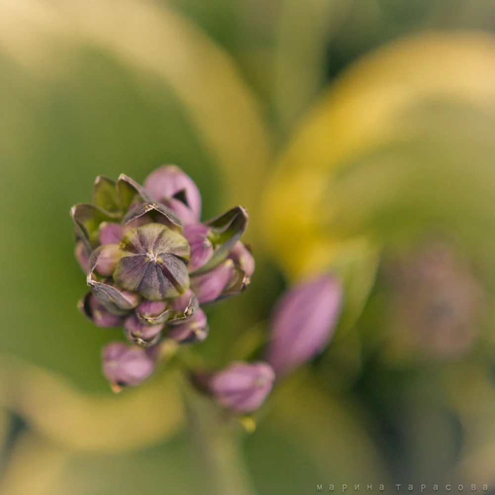 Макро. Фотограф Марина Тарасова