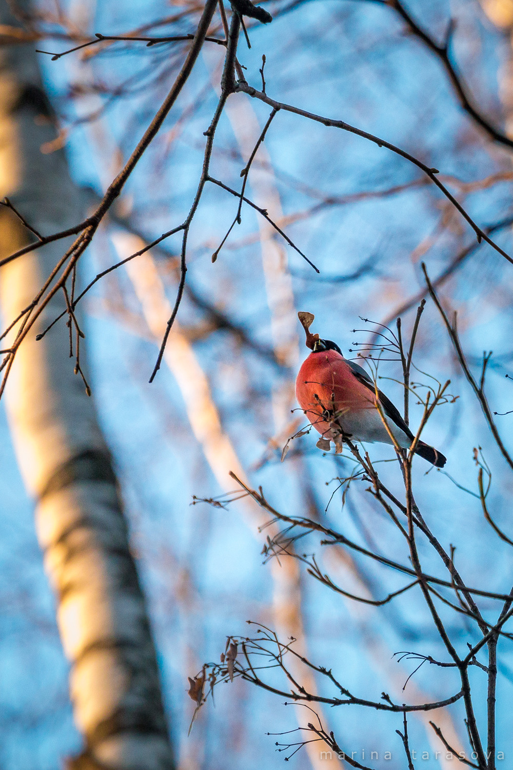 Птицы. Фотограф Марина Тарасова