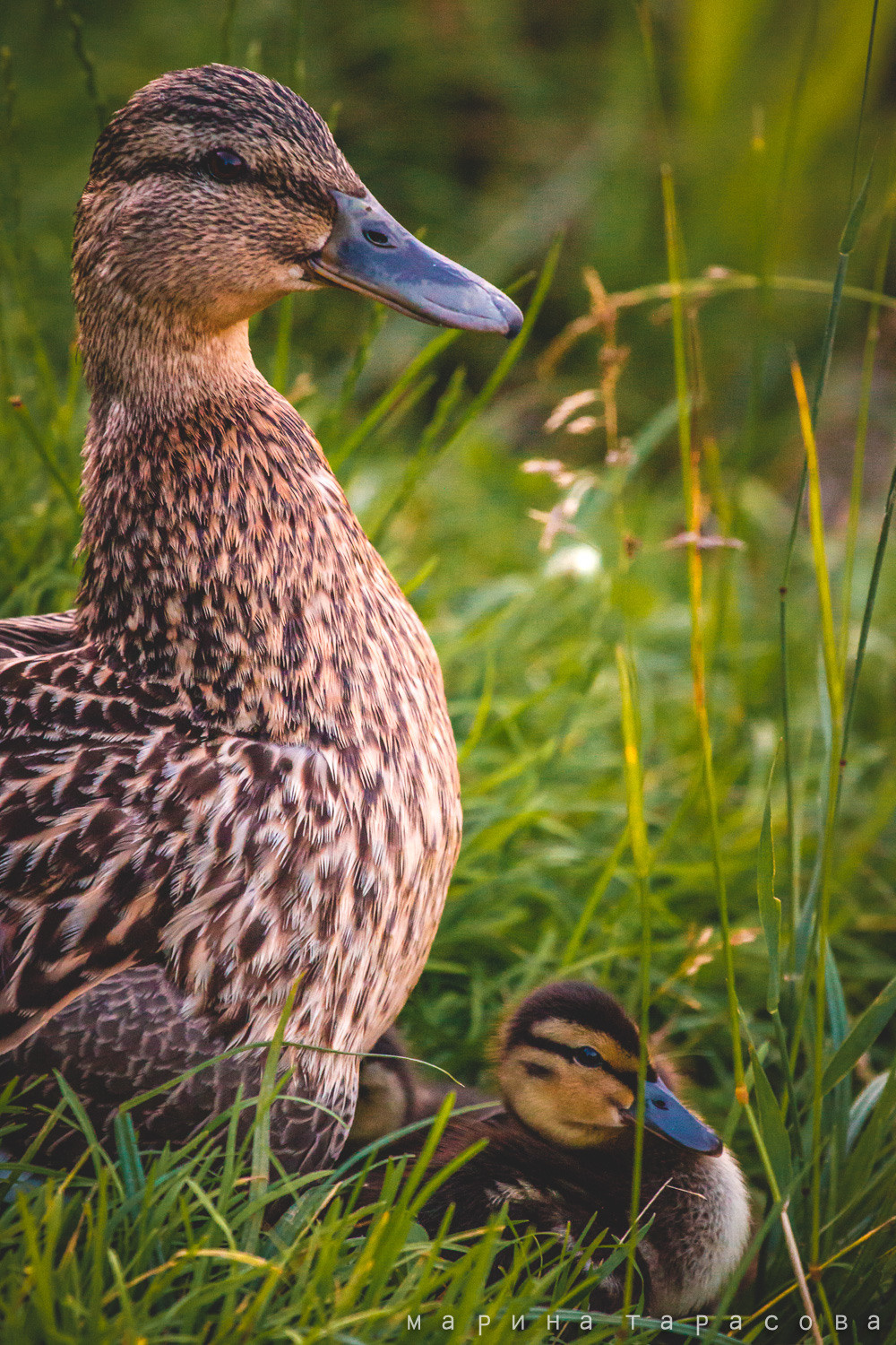 Птицы. Фотограф Марина Тарасова