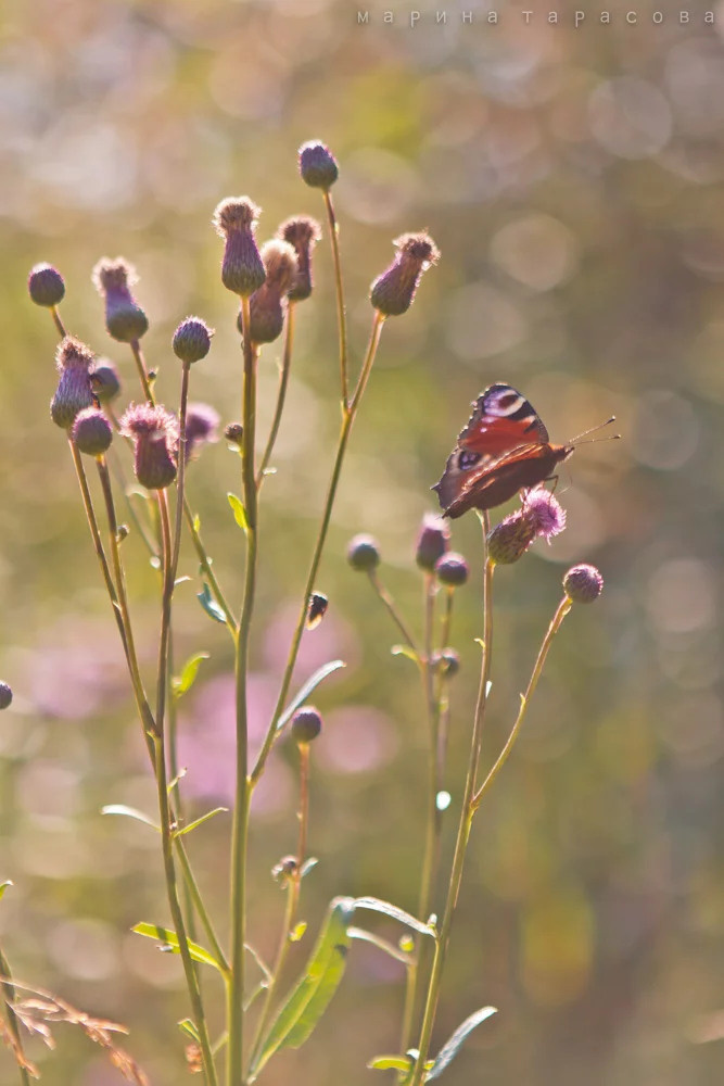 Макро. Фотограф Марина Тарасова