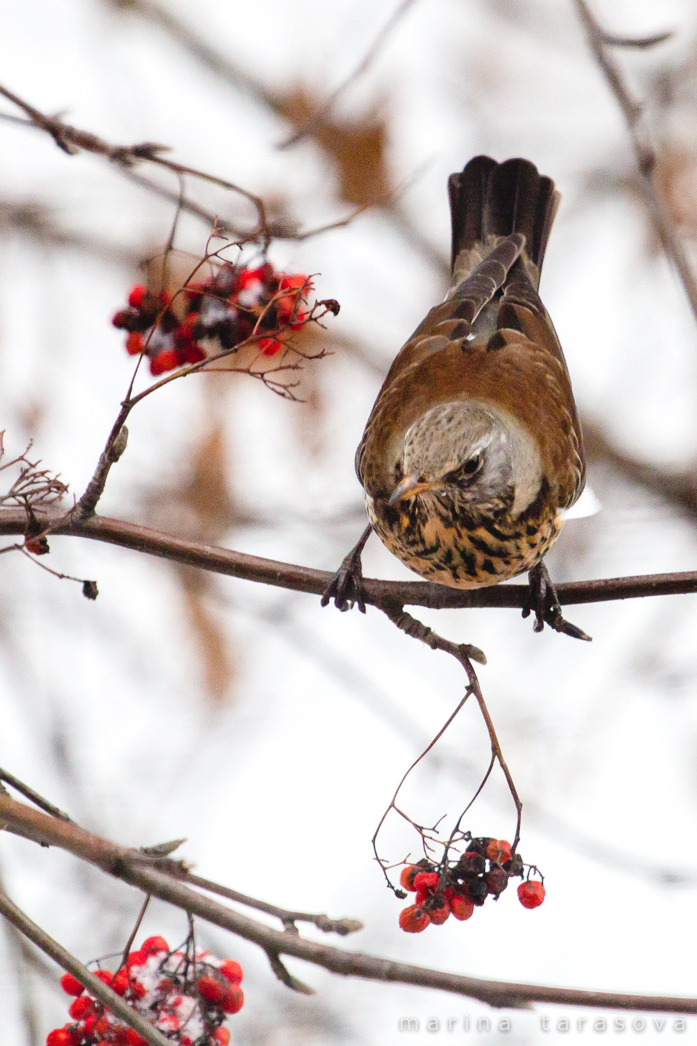 Птицы. Фотограф Марина Тарасова