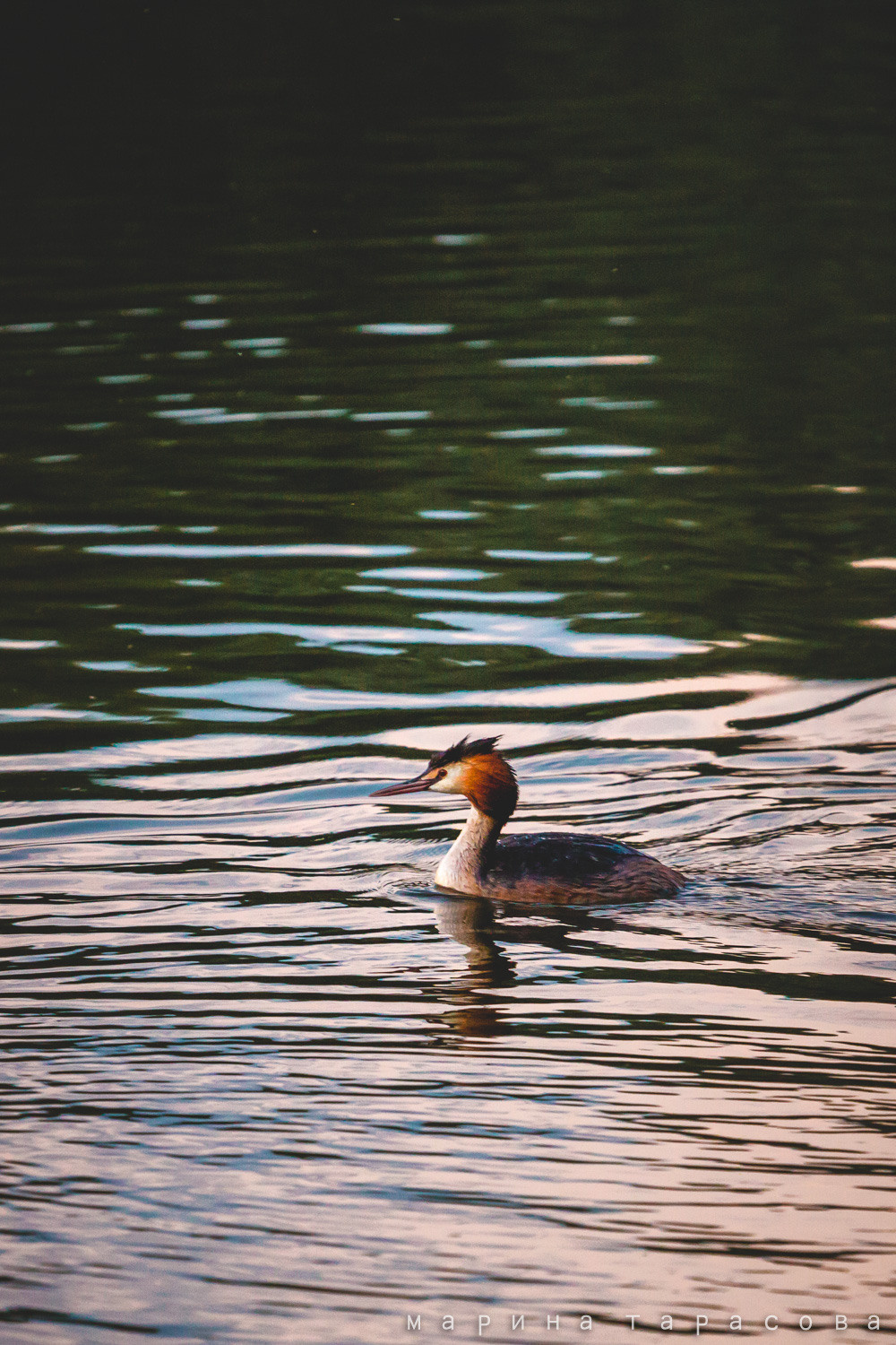 Птицы. Фотограф Марина Тарасова