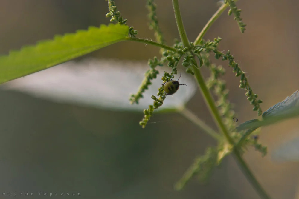 Макро. Фотограф Марина Тарасова