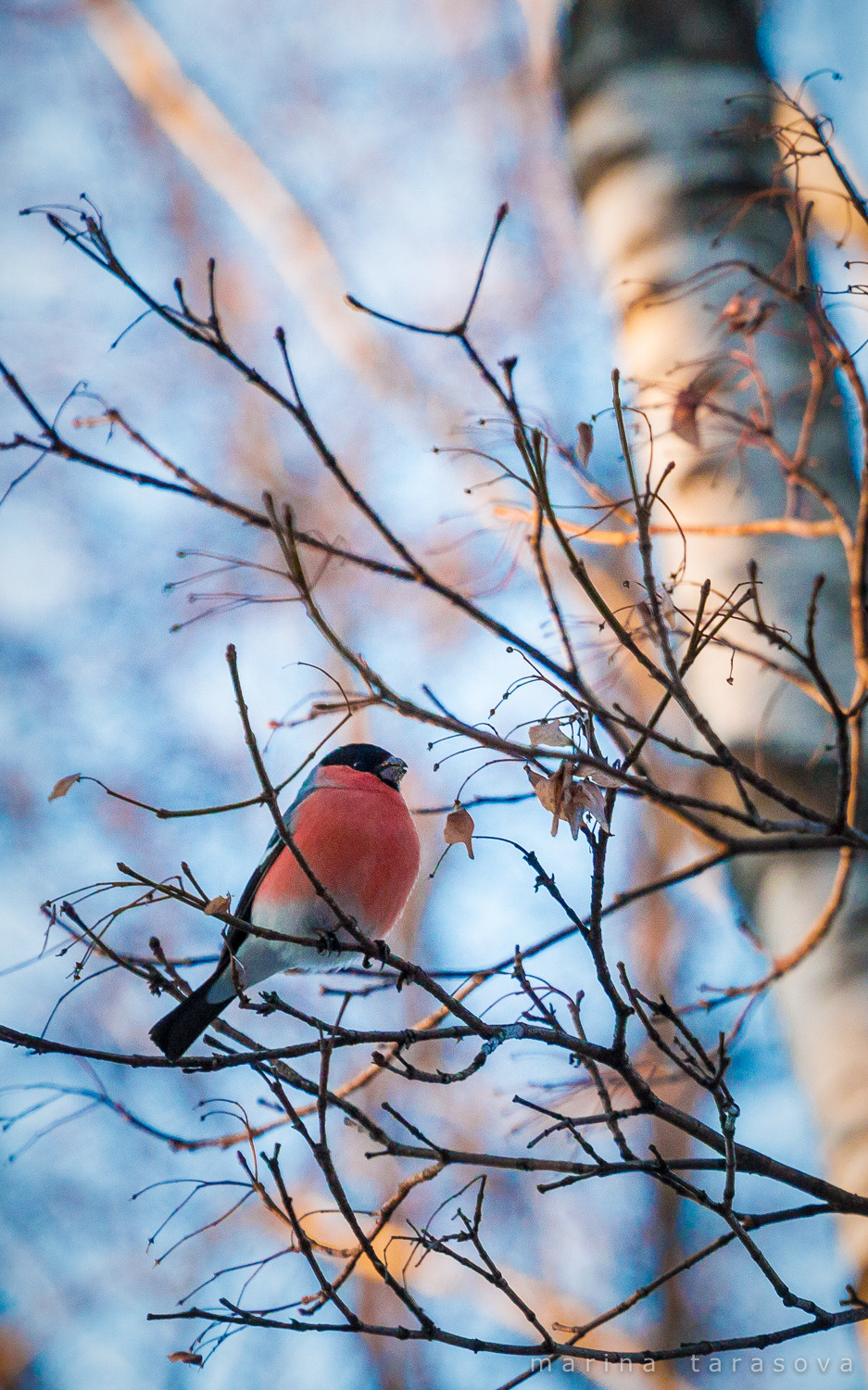 Птицы. Фотограф Марина Тарасова