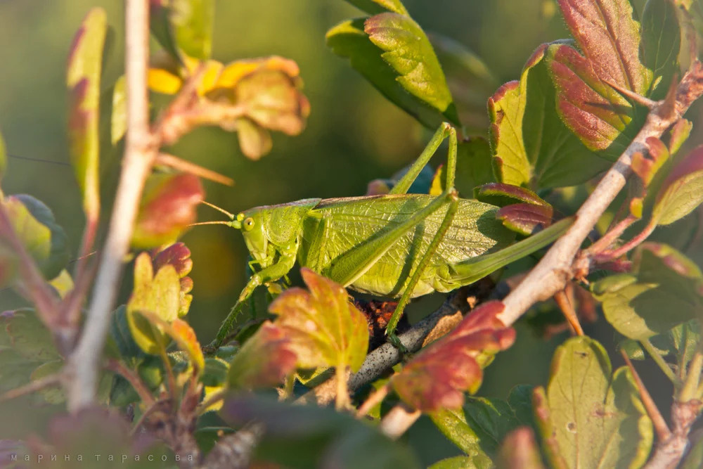 Макро. Фотограф Марина Тарасова