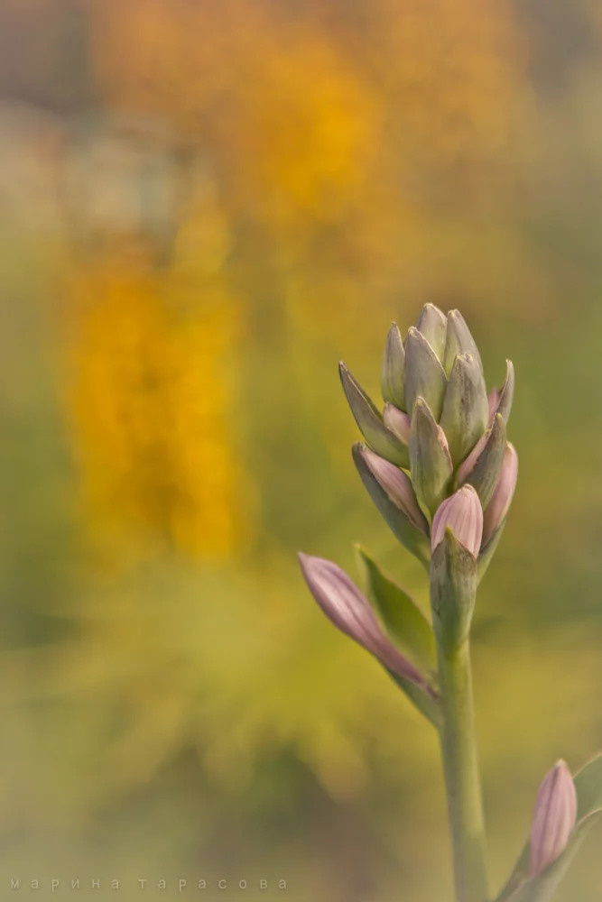 Макро. Фотограф Марина Тарасова